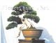 盆景欣赏《岁月深长》