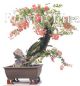 盆景欣赏－花团锦簇