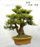 盆景欣赏