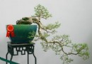 九里香盆景养护管理和观赏