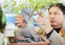 榕树盆景长成“小鹿”模样