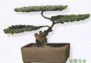 古桩盆景的冬季养护及管理