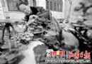 灵芝盆景市场越来越受青睐