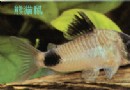 熊猫鼠