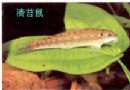 清苔鼠