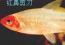 红鼻剪刀