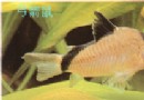 弓箭鼠