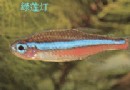 宝莲灯