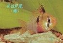 玻利维亚凤凰