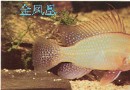金凤凰