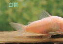 白鼠