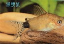 黑腰鼠