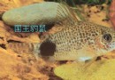 国王豹鼠