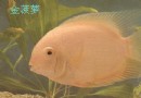 金菠萝