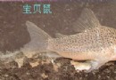宝贝鼠