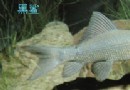 黑鲨
