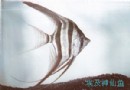埃及神仙鱼