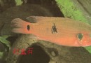 红宝石