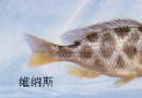 维纳斯
