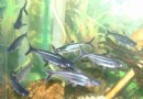 蓝鲨