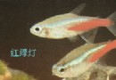 热带鱼欣赏——红绿灯