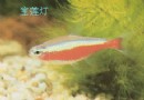 热带鱼欣赏——宝莲灯