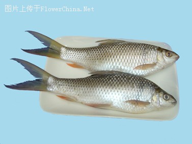 我们爱吃鱼教你做节瓜花生赤小豆煲鲮鱼