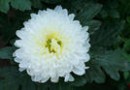 怎样使菊花提前或延迟开花