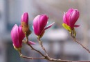 玉兰花的栽培及其管理方法