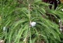 中山杉种植养护与造林技术