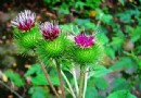 牛蒡的英文名：Burdock