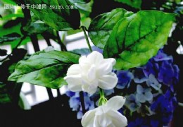 茉莉诗话