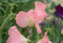 香豌豆   花豌豆   腐香豌豆