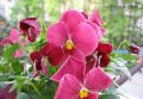 三色堇  人面花  猫脸花  阳蝶花  蝴蝶花