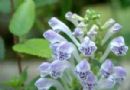 韩信草  耳挖草  大力草  蓝花茶匙癀  向天盏