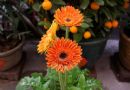 非洲菊  扶郎花 太阳花