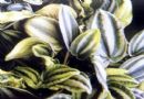 斑叶豆瓣绿  椒草