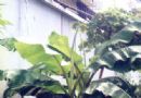 芭蕉  绿天  扇仙