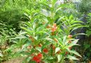 非洲凤仙花