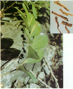 玉竹   尾参  玉参  萎蕤  铃铛菜