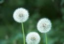 蒲公英   黄花苗  黄花地丁  婆婆丁