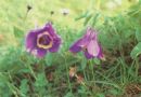 耧斗菜   西洋耧斗菜