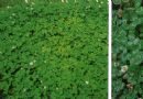 白花三叶草   白三叶  白车轴草  白花苜蓿