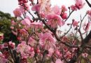 榆叶梅   小桃红  鸾枝