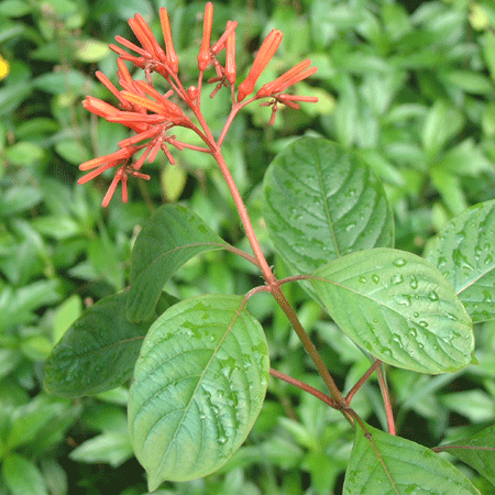 希茉丽   醉娇花  希美莉