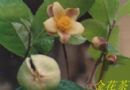 金花茶
