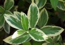 大叶黄杨  正木  扶芳树 冬青卫矛