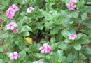 长春花  日日春  山矾花  天天开