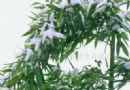 竹节蓼   百足草  扁竹蓼