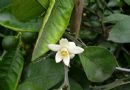 代代花  回青橙  玳玳